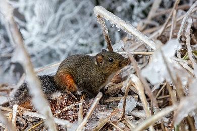 回合制策略游戏《软盘骑士》确定第二季度上市